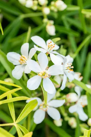 Choisya 'Aztec Pearl' - 50-60 CM C20 - image 2