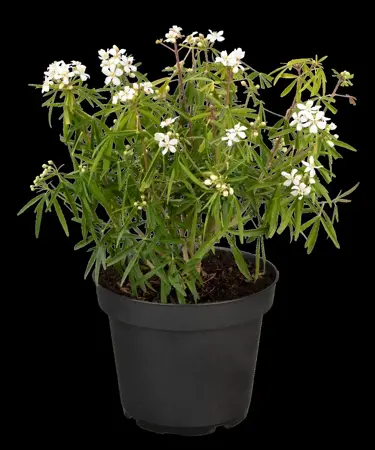 Choisya 'Aztec Pearl' - 2 Ltr pot - image 3