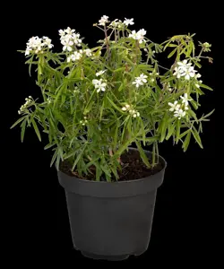 Choisya 'Aztec Pearl' - 2 Ltr pot - image 3