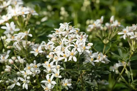 Choisya 'Aztec Pearl' - 2 Ltr pot - image 2