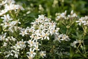 Choisya 'Aztec Pearl' - 2.5 Ltr pot - image 2
