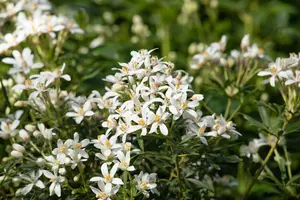 Choisya 'Aztec Pearl' - C1 - image 2