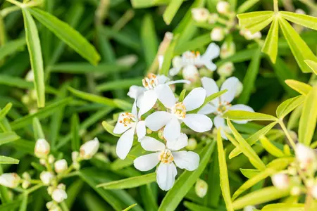 Choisya 'Aztec Pearl' - 100-125 CM RB - image 1