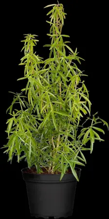 Choisya 'Aztec Pearl' - 2 Ltr pot - image 1