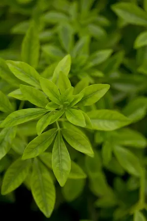 Choisya ternata - 60-80 CM C15 - image 3