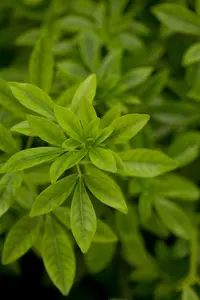 Choisya ternata - 60-80 CM C15 - image 3