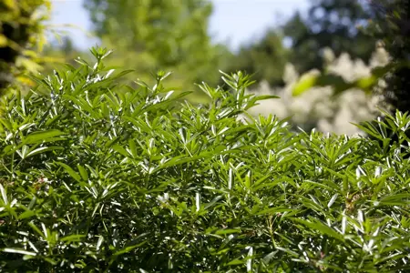 Choisya ternata - 2 Ltr pot - image 4