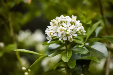 Choisya ternata - 2 Ltr pot - image 5