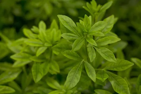 Choisya ternata - 1.5 Ltr pot - image 2