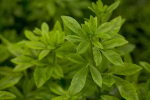 Choisya ternata - 1.5 Ltr pot - image 2