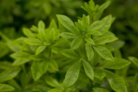 Choisya ternata - 60-80 CM C15 - image 2