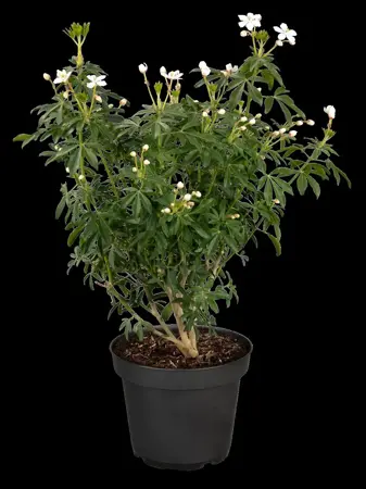 Choisya ternata 'Greenfingers' - 2 Ltr pot - image 2
