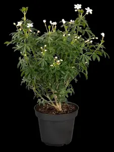 Choisya ternata 'Greenfingers' - 3 Ltr pot - image 2