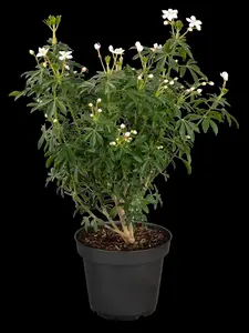 Choisya ternata 'Greenfingers' - 30-40 CM C2 - image 2