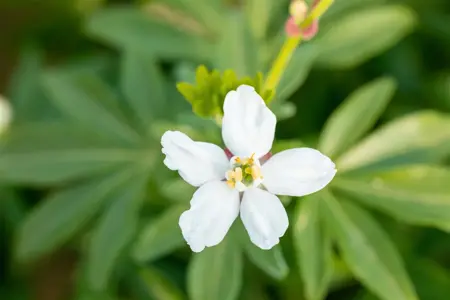 Choisya ternata 'Greenfingers' - 2.5 Ltr pot - image 3