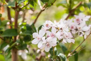 Choisya ternata 'Greenfingers'