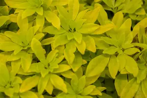 Choisya ternata 'Lich'(Brica) - LINERS 18 CEL TRAY P9 SIZE