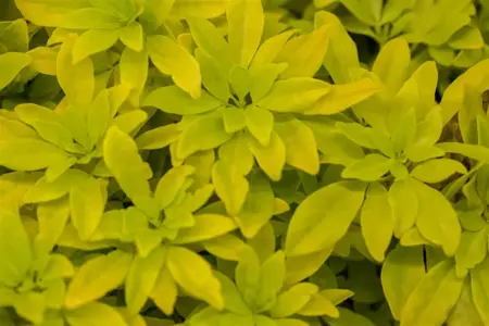 Choisya ternata 'Sundance'(Brica) - 2 Ltr pot