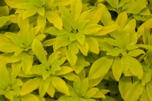 Choisya ternata 'Sundance'(Brica)