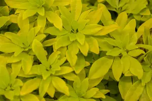 Choisya ternata 'Sundance'(Brica) - 1.5 Ltr pot