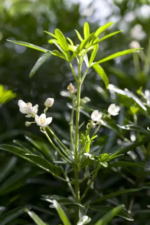 Choisya 'White Dazzler' - 30-40 CM C5 - image 2