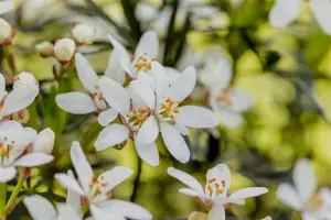 Choisya 'White Dazzler' - 1.5 Ltr pot - image 5