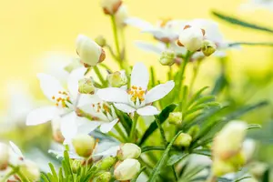 Choisya 'White Dazzler' - P12 - image 4