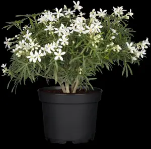 Choisya 'White Dazzler'