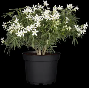 Choisya 'White Dazzler' - 20-30 CM C2 - image 5