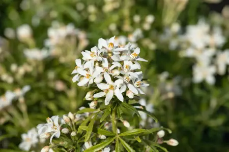 Choisya 'White Dazzler' - 1.5 Ltr pot - image 4