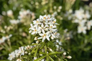 Choisya 'White Dazzler' - 1.5 Ltr pot - image 4