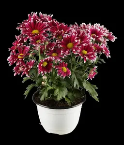 CHRYSANTH SNOWLAND