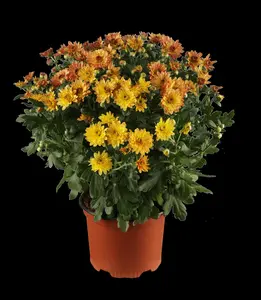 CHRYSANTH SNOWLAND midi 6 pack - image 5