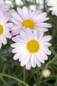 CHRYSANTHEMUM 13cm - image 5