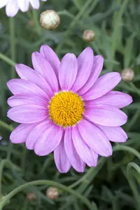 CHRYSANTHEMUM 13cm - image 2