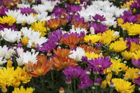 CHRYSANTHEMUM 13cm - image 4