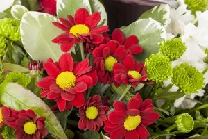 CHRYSANTHEMUM 13cm - image 5