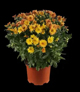 Chrysanthemum 'Mrs Jessie Cooper' - P9 - image 5