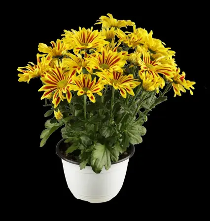 Chrysanthemum 'Mrs Jessie Cooper' - P9 - image 3