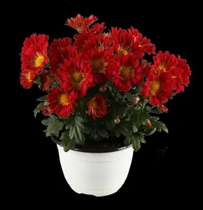 Chrysanthemum 'Mrs Jessie Cooper' - P9 - image 4