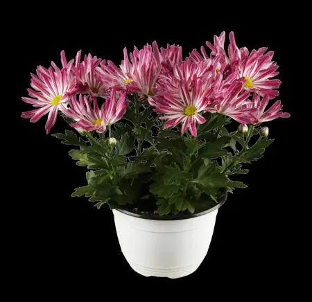 Chrysanthemum 'Mrs Jessie Cooper' - P9 - image 2