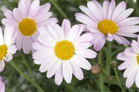 Chrysanthemum (R) 'Clara Curtis' - P9
