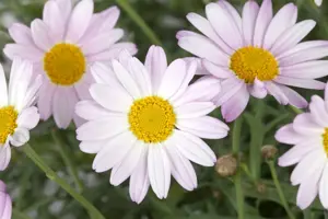 Chrysanthemum (R) 'Clara Curtis'