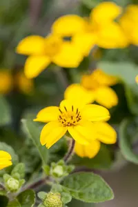 Chrysogonum v. 'Andre Viette' - P9 - image 2