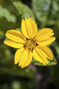 Chrysogonum v. 'Andre Viette' - P9 - image 3