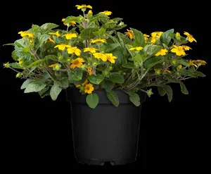 Chrysogonum v. 'Andre Viette'