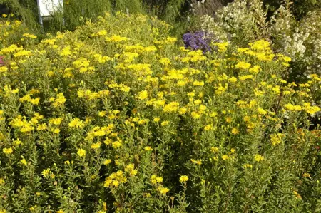 Chrysopsis spec. 'Golden Sunshine' - P9 - image 1