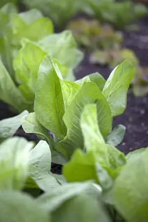 Cichorium intybus - P9 - image 1