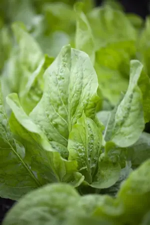 Cichorium intybus - P9 - image 3