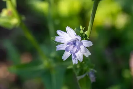 Cichorium intybus - P9 - image 4